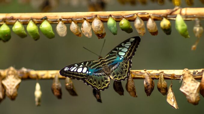 CImages90906fa0-f13a-494f-ad2c-8bb56e67ffcd